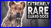 10_Extremely_Rare_Guard_Dog_Breeds_01_dvtv