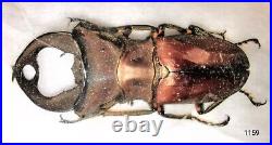 1159 LUCANIDAE Cyclommatus weinreichei 41-42mm A1 ASEKI PNG LARGE, VERY RARE