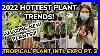 2022_Hottest_Plant_Trends_Tropical_Plant_Intl_Expo_Houseplants_Rare_Plants_Tour_Part_3_01_qvy