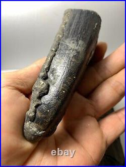 2 pcs. Large Aceratherium Rhinoceros Fossil Incisor canine tooth / very rare