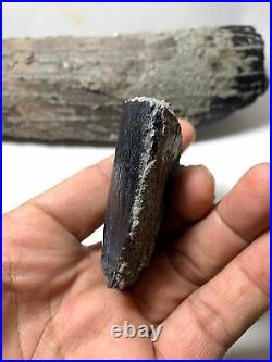2 pcs. Large Aceratherium Rhinoceros Fossil Incisor canine tooth / very rare