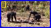 Aftermath_Of_A_Chimpanzee_Murder_Caught_In_Rare_Video_National_Geographic_01_qb