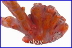 Amazing Very Large Old Antique Natural Red Coral Display Specimen Super Rare