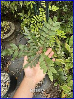 Boswellia Serrata Large Tree Indian Salai Frankincense Very Rare