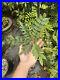 Boswellia_Serrata_Large_Tree_Indian_Salai_Frankincense_Very_Rare_01_vik