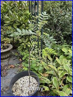 Boswellia Serrata Large Tree Indian Salai Frankincense Very Rare