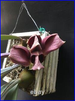 Bulbophyllum Orthosepalum Orchid Very Rare Species Very Large Plant #75