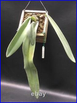Bulbophyllum Phalaenopsis Orchid Very Rare Species Large Plant #24