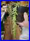 Ceratostema_rauhii_LARGE_plant_VERY_RARE_18_LEADS_Branching_01_kn
