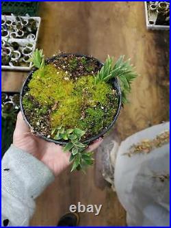 Ceratostema rauhii LARGE plant! VERY RARE! 18+ LEADS Branching