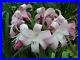 Crinum_Lily_Peachblow_Improved_large_blooming_size_bulb_VERY_RARE_01_sg