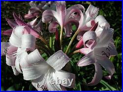 Crinum Lily, Peachblow Improved, large blooming-size bulb VERY RARE
