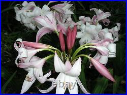 Crinum Lily, Peachblow Improved, large blooming-size bulb VERY RARE