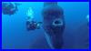 Divers_Come_Face_To_Face_With_Giant_Sunfish_In_Rare_Encounter_01_raei