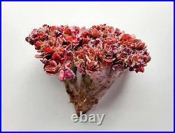 Echeveria Remulus Cristata Very Large Crest Ultra Rare Succulents Imported from