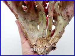 Echeveria Remulus Cristata Very Large Crest Ultra Rare Succulents Imported from
