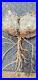 Echinocactus_Horizonthalonius_Large_Plant_One_Root_very_rare_01_leul