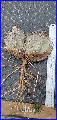 Echinocactus Horizonthalonius Large Plant One Root very rare
