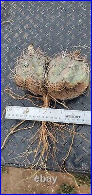 Echinocactus Horizonthalonius Large Plant One Root very rare