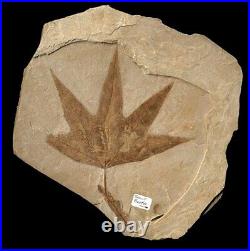 Extinctions- Large Macginitiea Sycamore Leaf Fossil With Snout Beetle- Very Rare