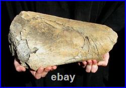 Extinctions- Rare Large Triceratops Dinosaur Femur Bone From Montana- Very Nice