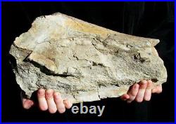 Extinctions- Rare Large Triceratops Dinosaur Femur Bone From Montana- Very Nice