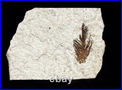 Extinctions- Very Rare, Large, Colorful Fossil Bird Wing Feather Fish Layers