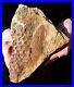 Extinctions_Very_Rare_Lepidodendron_Bark_And_Cone_Large_Lepidostrobus_Cone_01_qooy