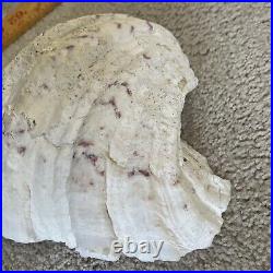 Extra Large Giant Clam Shell Half Very Rare Unique Real Sea Shell