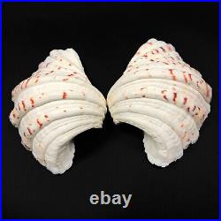 Extra Large Horse Hoof Clam Shell MATCHING PAIR Hippopus Hippopus Very Rare Set