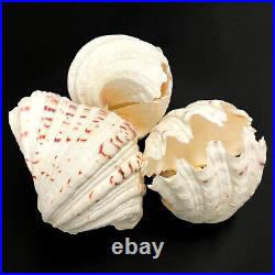 Extra Large Horse Hoof Clam Shell MATCHING PAIR Hippopus Hippopus Very Rare Set