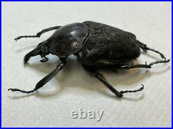 Fornasinius higginsi, large male, Cetoniidae, Goliath beetle, Very Rare
