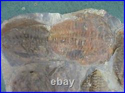 Fossil Very Large Rare Genuine Trilobite Fossil