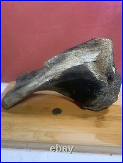 Fossilized Whale Bone- Large, Rare, And Very Old