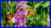Grote_Vuurvlinder_Lycaena_Dispar_Batava_Large_Copper_Extremely_Rare_Butterfly_In_The_Netherlands_01_hgi