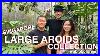 Huge_Aroids_In_A_Tiny_Singapore_Garden_How_To_Grow_Them_Fast_Ablobofgreen_01_nul
