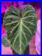 Large_Philodendron_Verrucosum_Very_Rare_Perfect_Condition_New_Growth_01_obdc