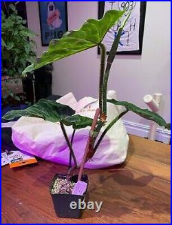 Large Philodendron Verrucosum, Very Rare, Perfect Condition, New Growth