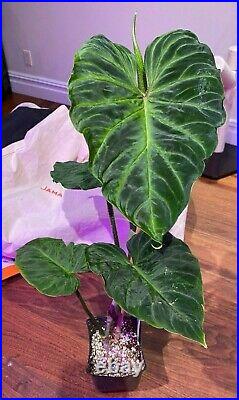 Large Philodendron Verrucosum, Very Rare, Perfect Condition, New Growth