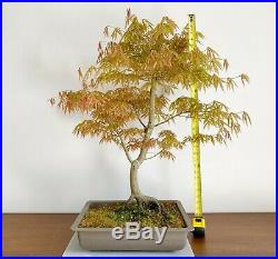 Large Very Rare Acer Palmatum Shiraname Specimen Bonsai