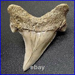 Large and VERY RARE 2.04 Fossil OTODUS OBLIQUUS Shark Tooth Kazakhstan