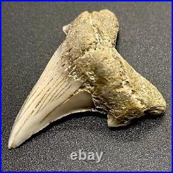 Large and VERY RARE 2.04 Fossil OTODUS OBLIQUUS Shark Tooth Kazakhstan