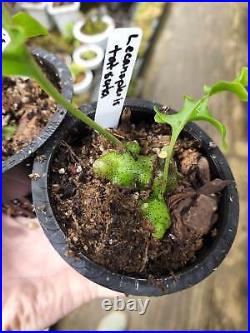 Lecanopteris tatsuta! VERY RARE Ant fern! Large size rhizome plant#1