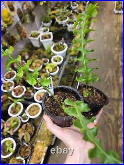 Lecanopteris tatsuta! VERY RARE Ant fern! Large size rhizome plant#1