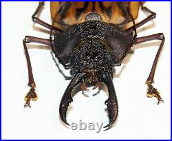 Macrodontia antonkozlovi (large male, 78 mm), very rare Cerambycidae from Peru