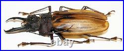 Macrodontia antonkozlovi (large male, 78 mm), very rare Cerambycidae from Peru