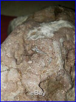 RARE Michigan Fossil Very Large Unique Lake Huron Petoskey Stone