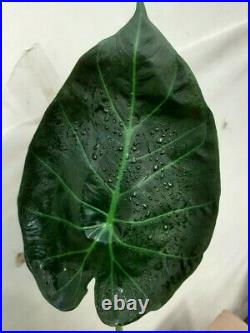 Rare Alocasia Regal Shields Very Large Plant In 10-12cm Pot House Plant