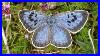 Rare_Large_Blue_Butterfly_Successfully_Reintroduced_After_150_Years_01_bq