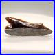 Rare_Large_very_delicate_0_75_wide_Fossil_Bramble_Shark_Tooth_Canada_01_qha